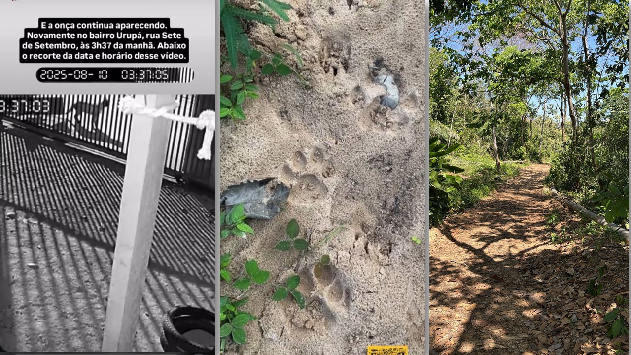 ONÇA AGITADA: Equipe especializada procura onça que entrou na cidade de Ji-Paraná e ronda residências
