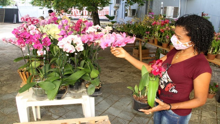 IVAN MARROCOS:  Exposição  de orquídeas ‘Quintal Carambola’ fica aberta ao público ate este sábado