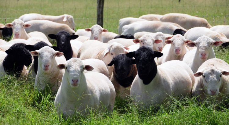 Pesquisa mostra que 12% dos brasileiros nunca comeram carne ovina