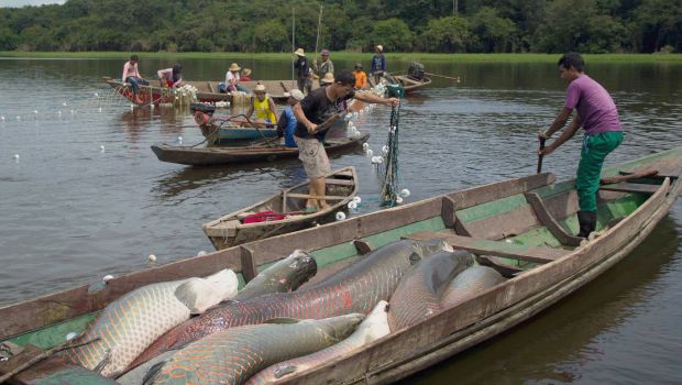 AMEAÇA: Sobrepesca e falta de gestão são desafios para setor pesqueiro, diz estudo