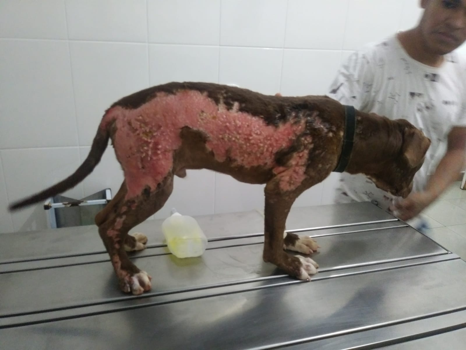 CRUELDADE: Filhote de pitbull é furtado e queimado com água fervente na capital