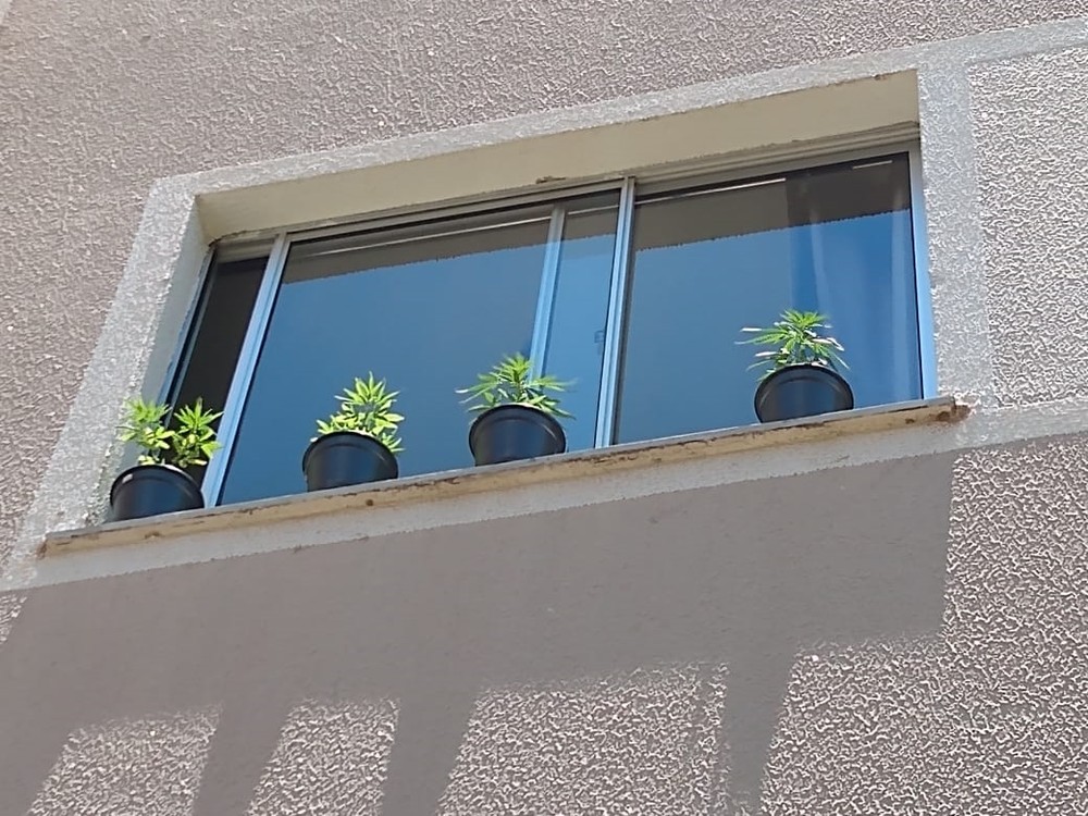 NO SOL: Jovem é presa ao colocar pés de maconha na janela do apartamento