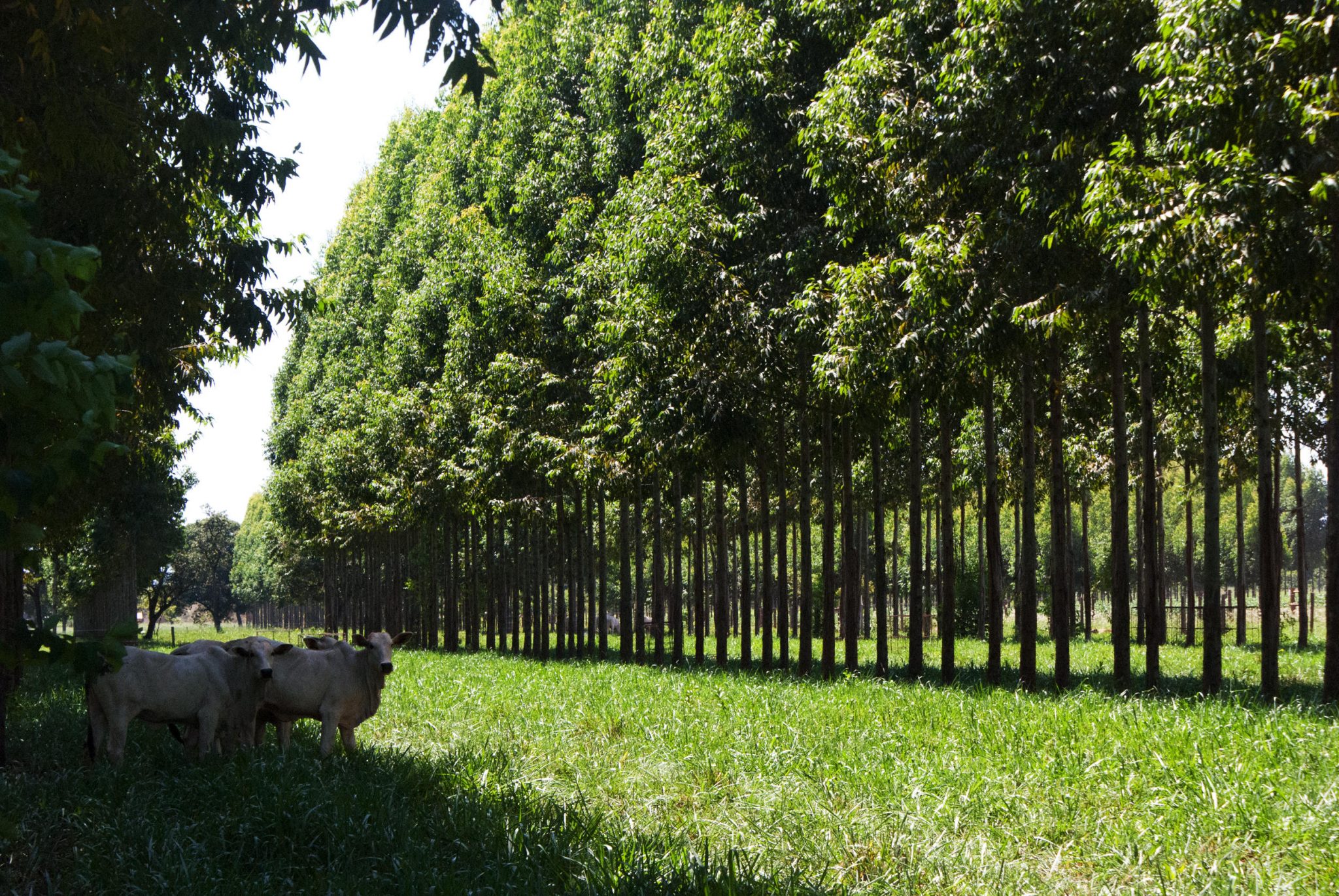 OPORTUNIDADE: Abertas inscrições para o Prêmio Rural Sustentável