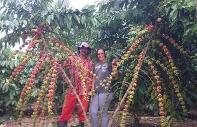 CONE SUL: Cerrado Amazônico de Vilhena aprimora produção de Café Especial em RO