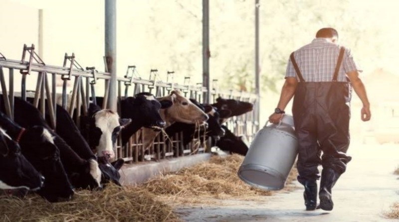 POR TEMPO INDETERMINADO: Comissão de Produtores de Leite de Rondônia decidem parar as atividades 