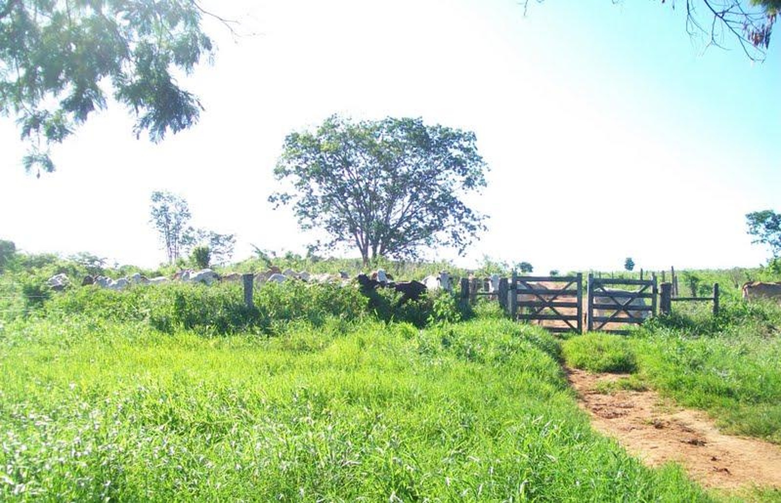 RO tem mais de 100 mil imóveis registrados no Cadastro Ambiental Rural