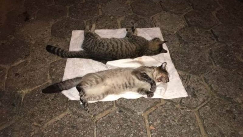 ENVENENADOS: Pedreiro ouve barulho e encontra gatos agonizando em quinal de casa