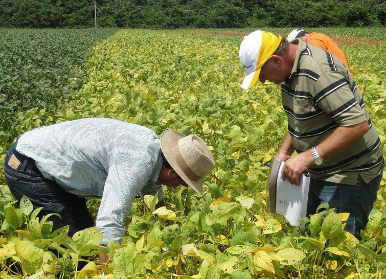 BOM SINAL: Agronegócio lidera emprego com atividades relacionadas à soja e laranja