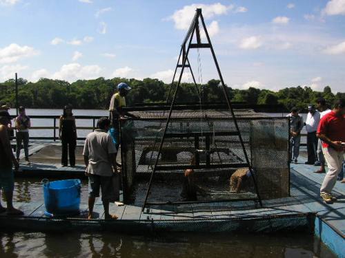 Tanques-Rede em Costa Marques satisfaz criadores de peixes