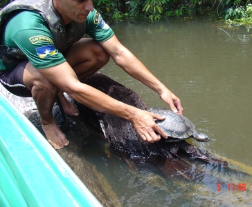 Polícia Ambiental solta quelônios no rio Candeias