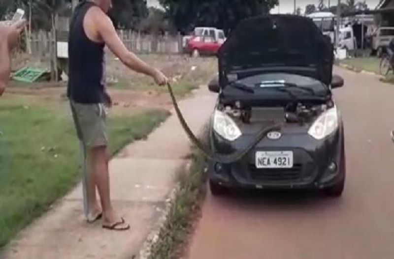 VÍDEO: Mulher busca filho na creche e criança avista cobra no motor do carro