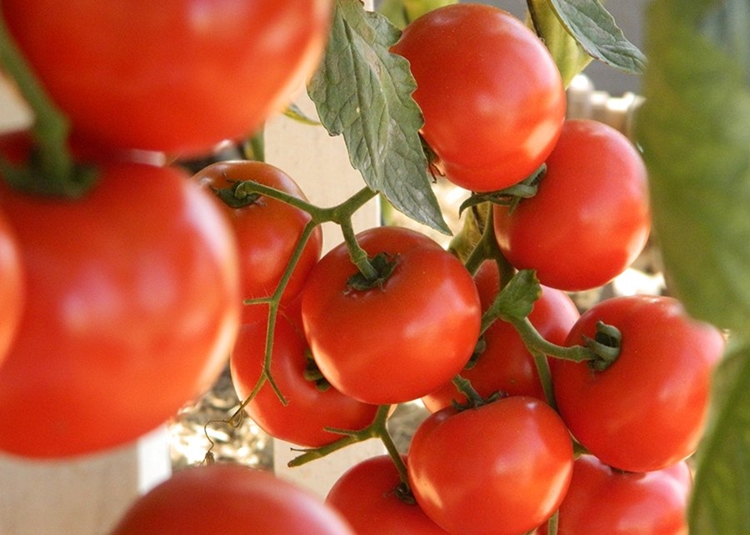 TOMATE: Rondônia avança na produção e colhe cerca de 8 mil toneladas por ano