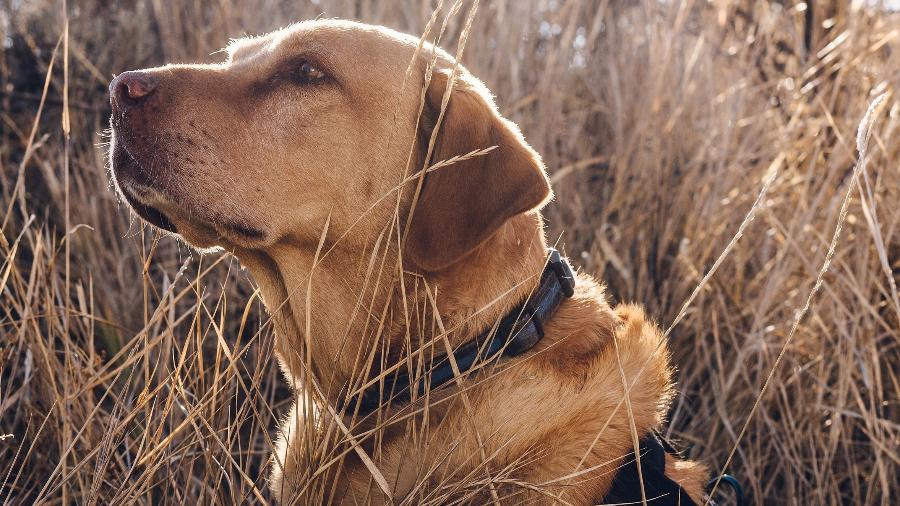 DROGA: Legalização da maconha força a demissão de cães farejadores nos EUA