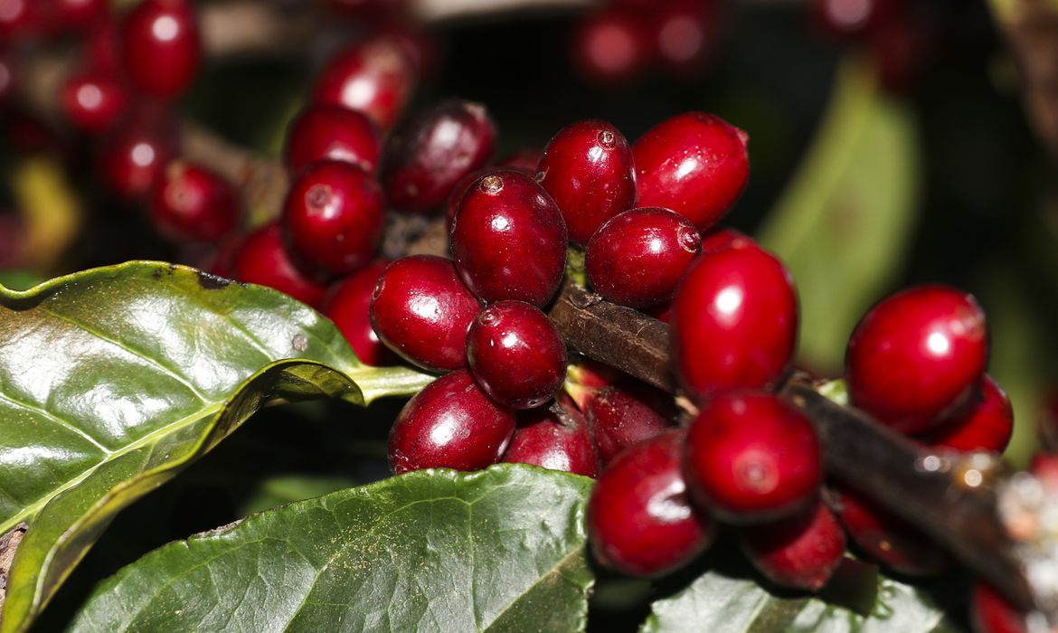 MEIO AMBIENTE: Produção de café cria alternativa ao desmatamento em Rondônia