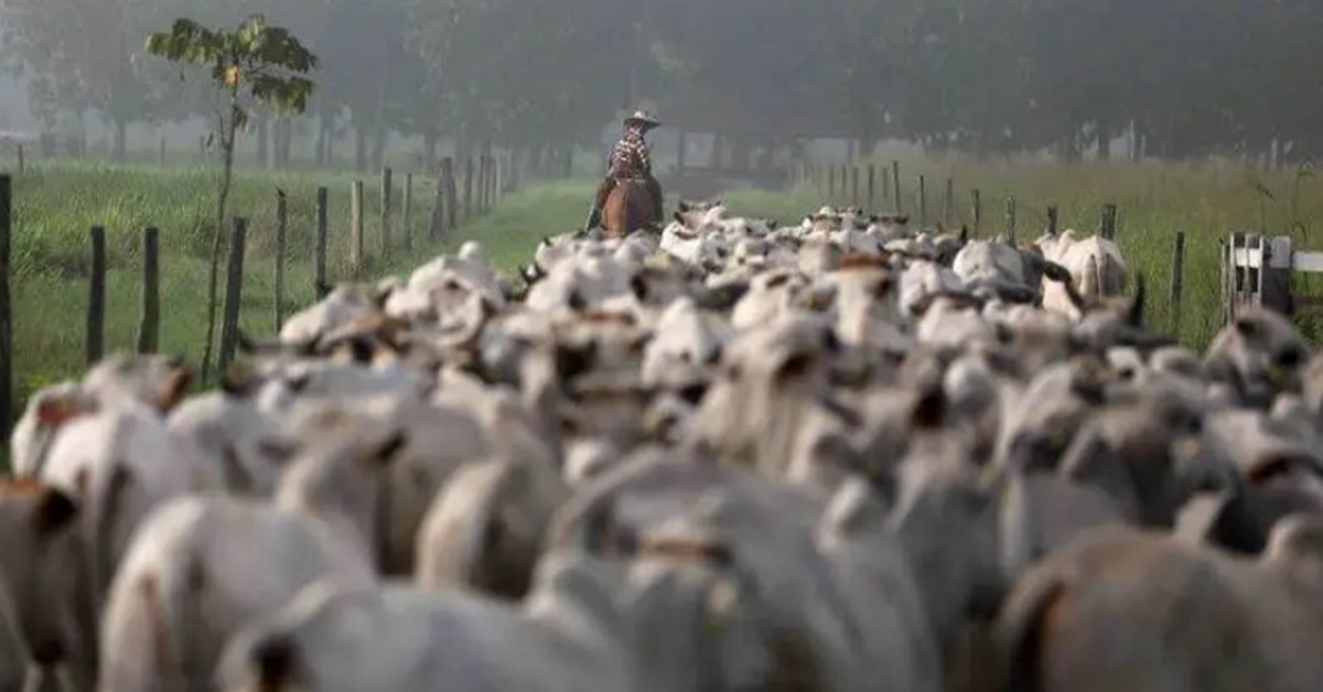 'VACA-LOUCA': Veto chinês trava 100 mil toneladas de carne no Brasil e já afeta preço