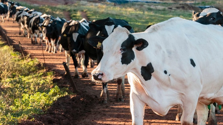 METANO: Vacas europeias usarão máscaras a partir do ano que vem