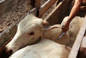 Vacinação de combate à febre aftosa inicia neste domingo em RO