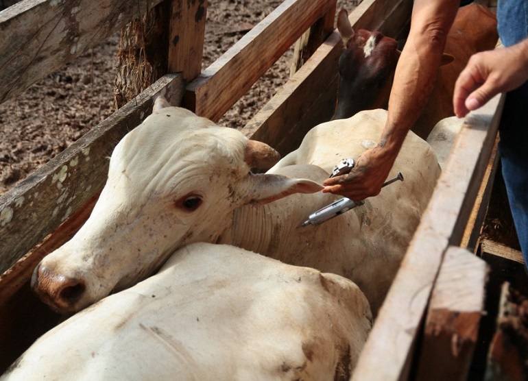 SAÚDE ANIMAL: Suspensão da vacinação contra febre aftosa é adiada para maio de 2020