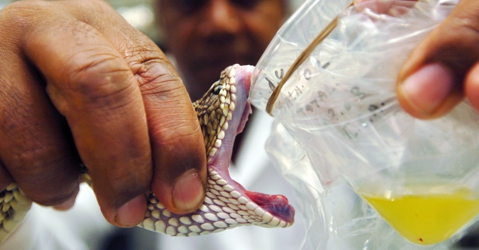 SERPENTÁRIO: Projeto de coleta de veneno de cobras é apresentado pela Sema