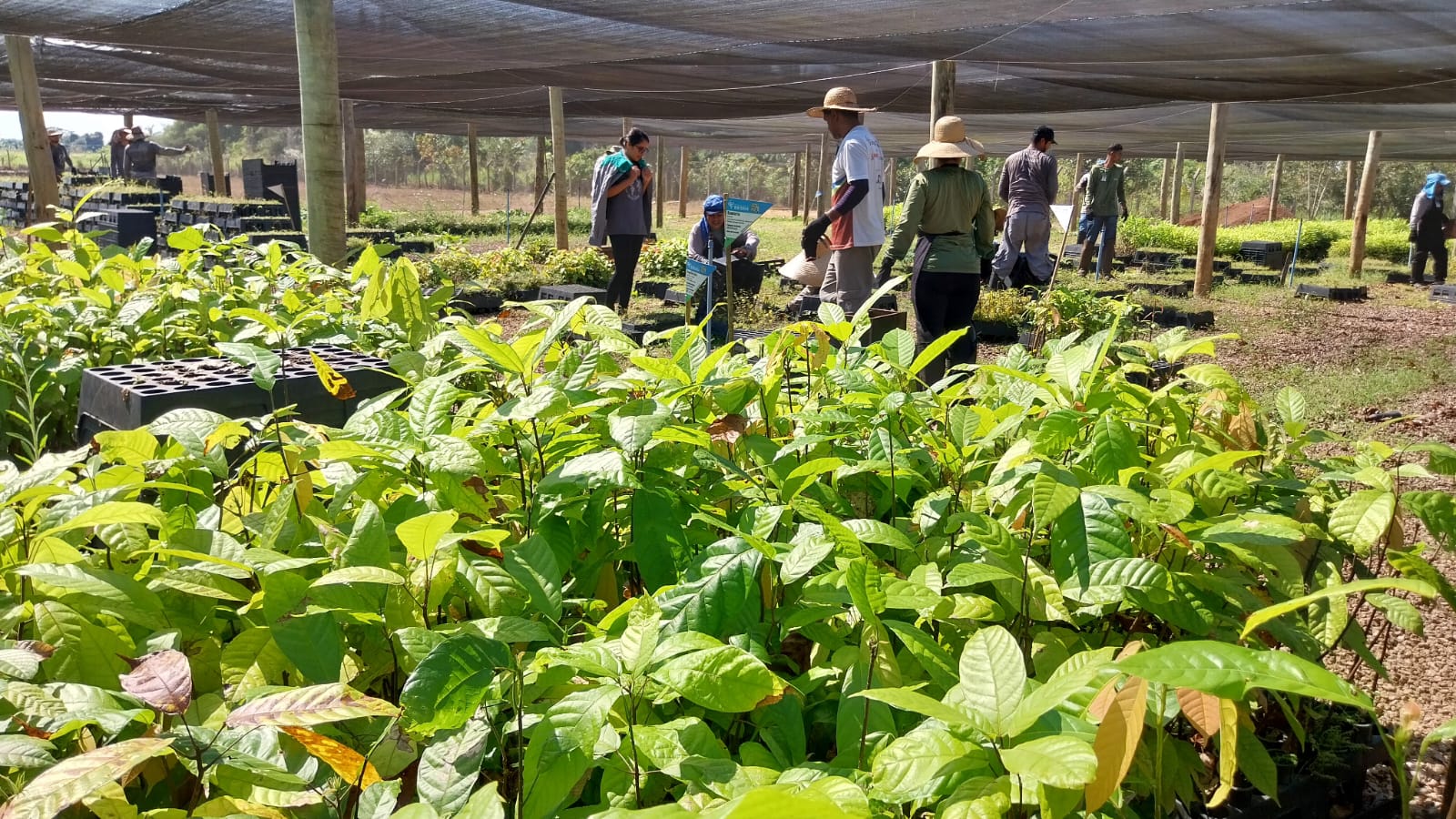 REFLORESTAMENTO: Rioterra completa 25 anos de inovação na Amazônia