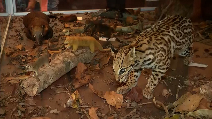 Animais empalhados se desgastam no museu do Parque Ecológico