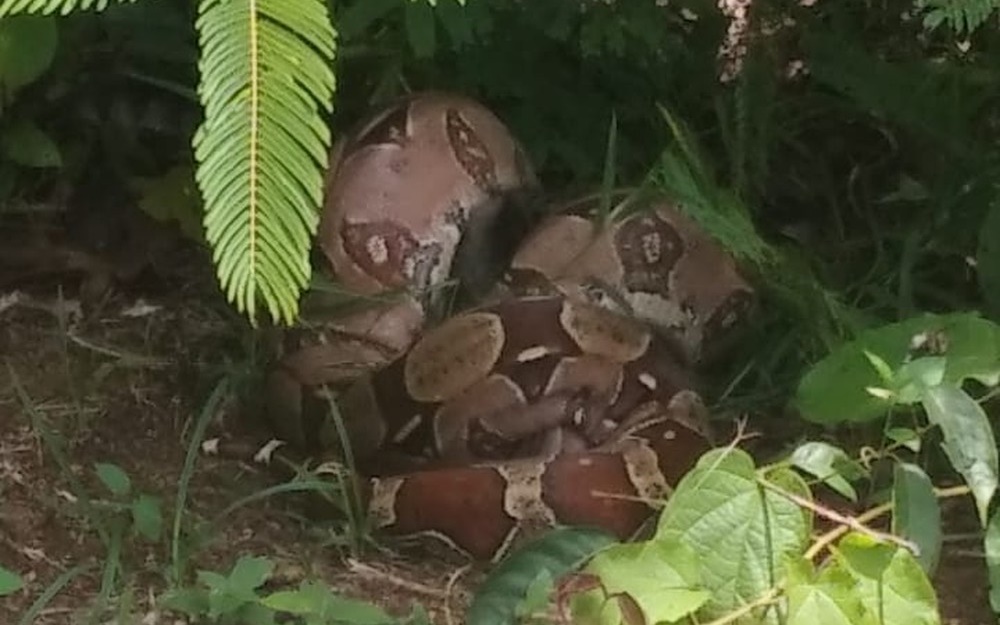 SELVAGEM: Cobra é flagrada comendo gato dentro do campus da Unir em Porto Velho