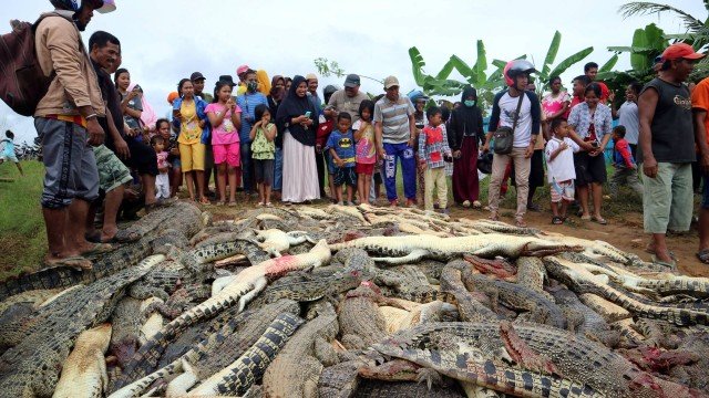 ENFURECIDAS: Após ataque fatal, centenas de pessoas matam 292 crocodilos na Indonésia