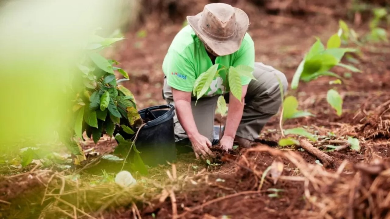 CRÉDITOS DE CARBONO: Pará lança modelo inédito de concessão para restauração florestal remunerada