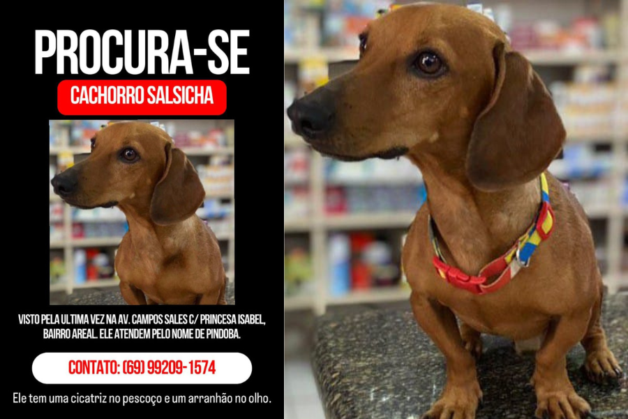 PERDIDO: Tutor procura cachorro salsicha e oferece R$ 1 mil de recompensa