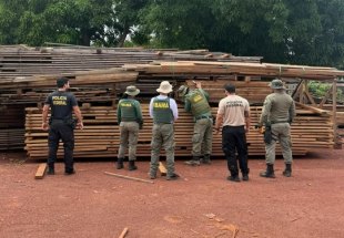 ROOSEVELT: Extração ilegal de madeira tinha participação de indígenas; PF faz operação
