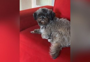 ‘HOMEM LEVOU’: Mulher tem cachorro shih-tzu roubado na zona Leste 