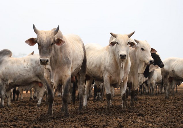 AGRO (MAL) NEGÓCIO: União Europeia pode banir produtos rondonienses do mercado    