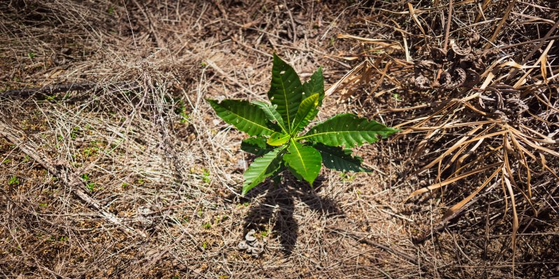 ECOLOGIA: Rioterra prevê entrega de mais de 1 milhão de mudas até fevereiro de 2026
