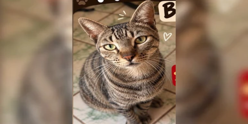 RECOMPENSA: Tutor busca por gato desaparecido no Cuniã em PVH