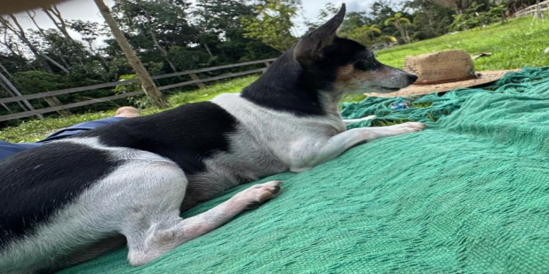 VOCÊ VIU?: Tutora oferece recompensa para quem encontrar cadela desaparecida