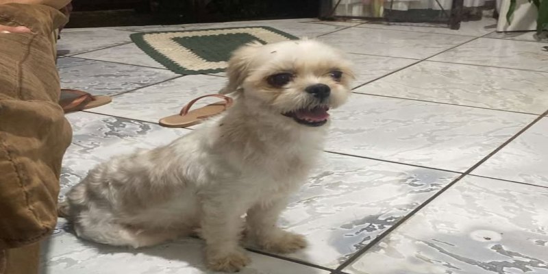 É SUA? Moradora encontra cadelinha perdida perto de escola em PVH