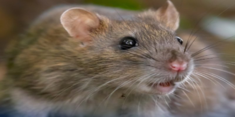 NÃO É QUADRINHO: Ratos começam a falar após receberem mutação genética de humanos