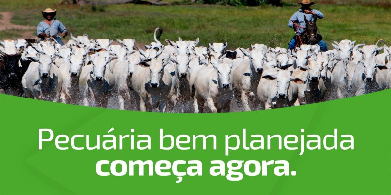 PECUÁRIA PLANEJADA: Sicredi apoia produtores rurais com soluções personalizadas