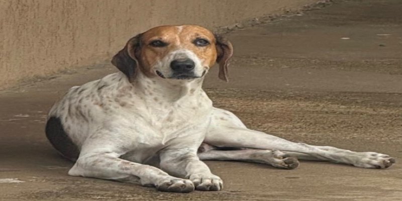 AU AU: Cachorro Duque desaparece no Jardim Eldorado e família oferece recompensa de R$ 500